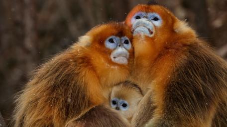 Golden Monkeys in a Tender Embrace wallpaper