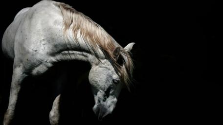 Majestic White Horse in Shadows wallpaper