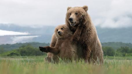 Cuddly Bears in Nature's Embrace wallpaper