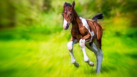 Joyful Colt Running in a Lush Meadow wallpaper