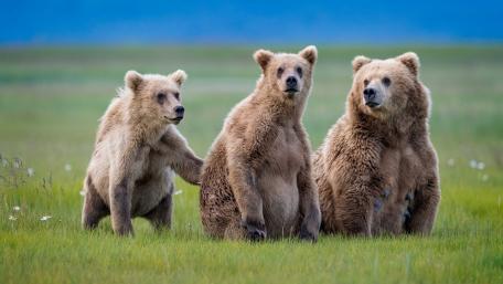 Bears Enjoying Nature Together wallpaper