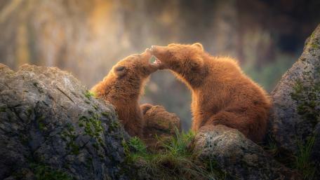 Playful Bears Embracing Nature's Wonders wallpaper