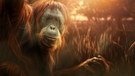Majestic Orangutan in Golden Light wallpaper