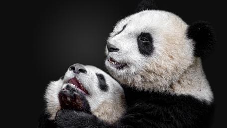 Panda Embrace in Captivating Detail wallpaper