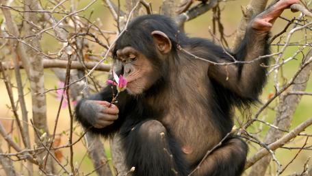 Curious Chimp with Blossoms wallpaper