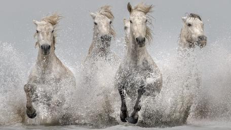 Majestic White Horses Galloping in Water wallpaper