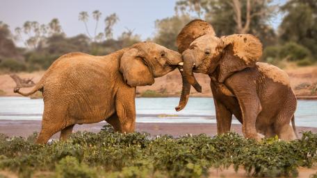 Majestic Elephants Sharing a Tender Moment wallpaper