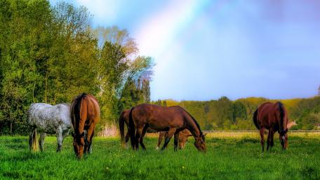 Horses Under a Colorful Rainbow Scene wallpaper