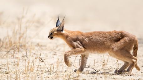 Elegant Caracal in Natural Habitat wallpaper