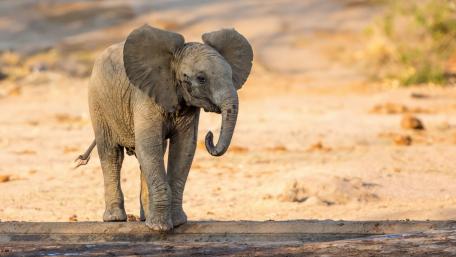 Majestic Baby Elephant in Nature Scene wallpaper