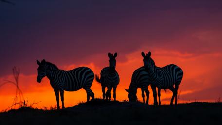 Zebras Silhouetted Against a Vibrant Sunset Dreamscape wallpaper