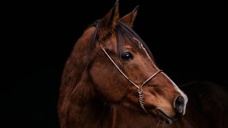 Majestic Horse Portrait Against Dark Background wallpaper