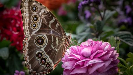 Majestic Butterfly Amidst Vibrant Blossoms wallpaper