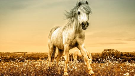 Majestic White Horse in a Serene Landscape wallpaper