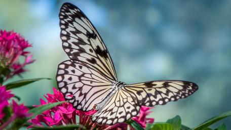 Elegant Butterfly on Vibrant Flowers wallpaper