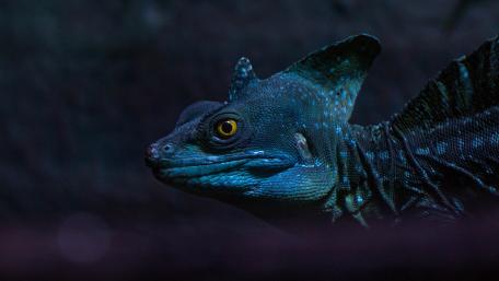 Majestic Blue Reptile in Focus wallpaper