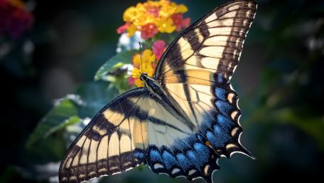 Delicate Butterfly Among Colorful Flowers wallpaper