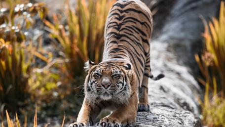 Majestic Tiger Stretching in Nature wallpaper