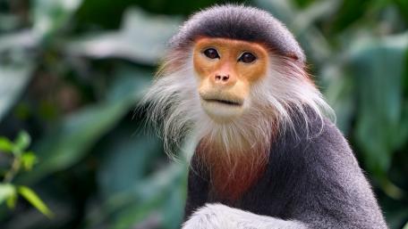 Majestic Monkey in Natural Habitat wallpaper