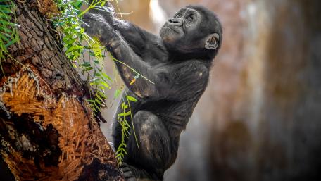 Graceful Gorilla Climbing a Tree wallpaper