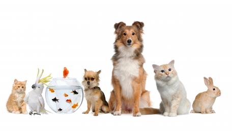 Cute Animals in Perfect Harmony wallpaper