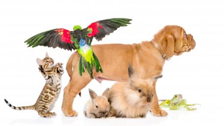 Adorable Animal Friends Gathered Together wallpaper