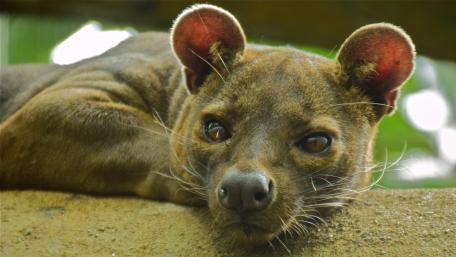 Unique Portrait of a Fossa Relaxing in Nature's Embrace wallpaper