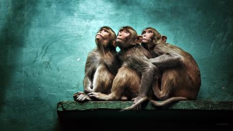 Curious Monkeys in Thoughtful Posture wallpaper