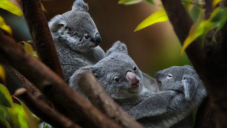 Gentle Koala Family Moments wallpaper