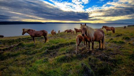 Majestic Horses by the Serene Shoreline wallpaper