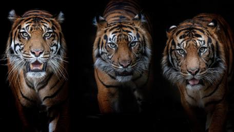 Majestic Trio of Tigers in the Shadows wallpaper