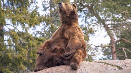 Majestic Bear Enjoying Nature's Embrace wallpaper