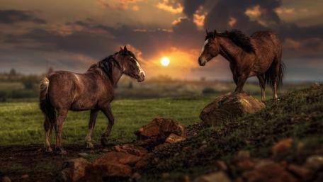 Majestic Horses at Sunset Scene wallpaper