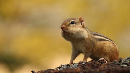 Charming Chipmunk in Nature's Glow wallpaper