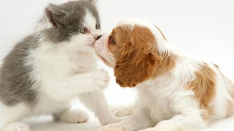 Adorable Kitten and Puppy Friendship Moments wallpaper