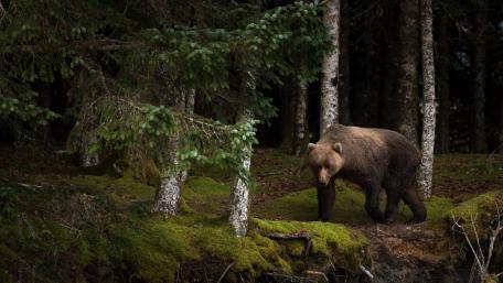 Majestic Bear Amongst the Trees wallpaper