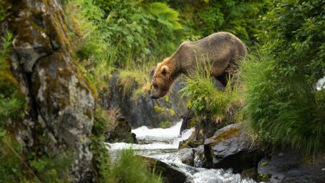 Majestic Bear by a Serene Stream wallpaper