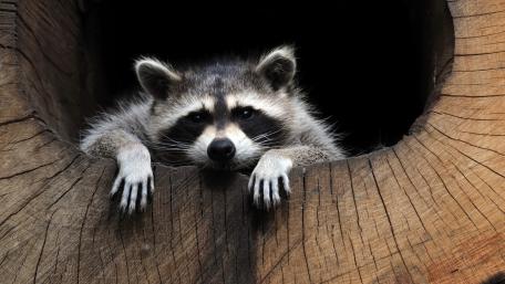 Curious Raccoon in Woodland Hollow wallpaper