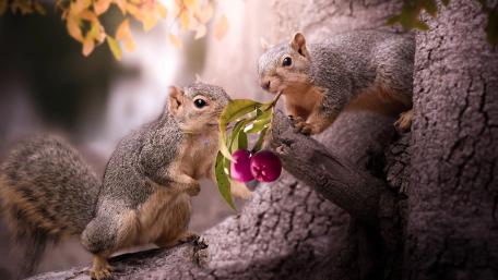 Squirrels Sharing a Delicious Snack wallpaper
