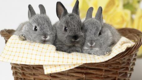 Cute Grey Rabbits in a Basket Together wallpaper