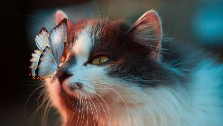 Whiskers and Wings in Harmony wallpaper