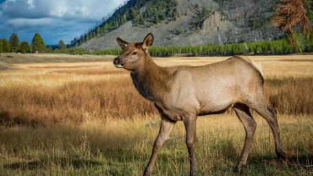 Majestic Elk in Serene Landscape wallpaper