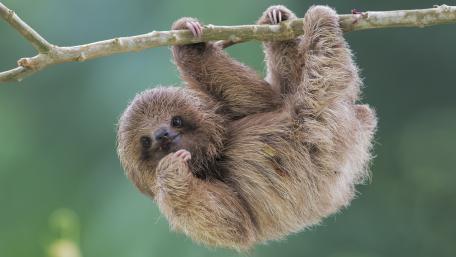 Baby sloth wallpaper