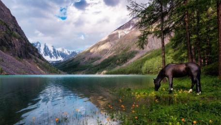 Majestic Horse by Mountain Lake wallpaper