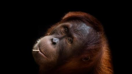 Majestic Orangutan in Thoughtful Pose wallpaper
