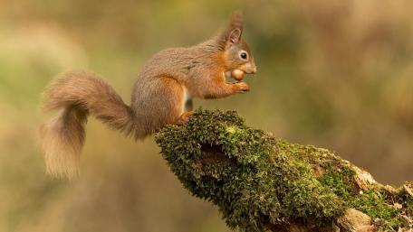 Graceful Squirrel on a Mossy Log wallpaper