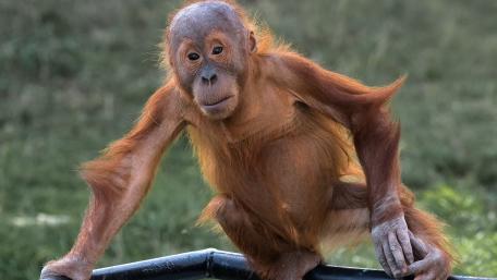 Curious Orangutan in the Wild wallpaper