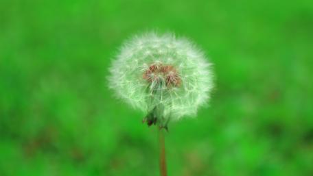 Dandelion in Bloom in 5K wallpaper