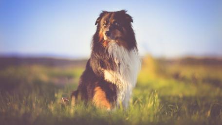Majestic Dog in a Sunlit Field wallpaper