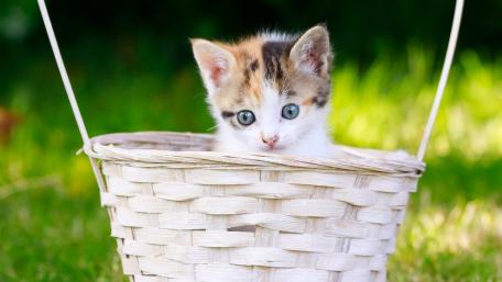 Adorable Kitten in a Basket wallpaper